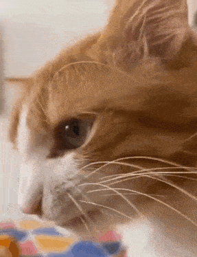 a close up of an orange and white cat 's face looking at the camera .