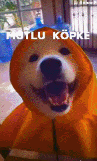 a dog wearing an orange hoodie with the words " mutlu kopke " on the bottom right