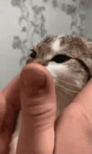Cat Pet GIF - Cat Pet Hands GIFs
