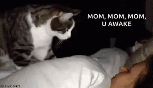 Cat Wake Up GIF - Cat Wake Up Hooman GIFs