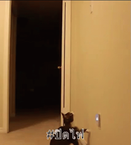 ปิดไฟ ดับไฟ แมว GIF - Turn Off The Light Turn The Light Off Cat GIFs
