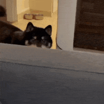 a black and white dog is looking out of a window and looking at the camera .