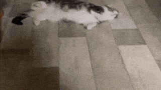 a cat is laying on its back on a hardwood floor .