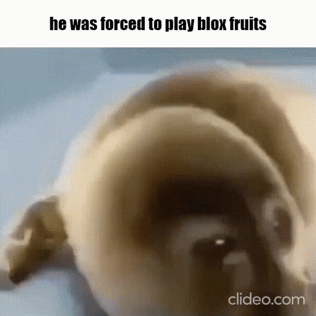 He Was Forced To Play Blox Fruits GIF - He Was Forced To Play Blox Fruits GIFs