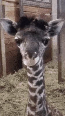 a baby giraffe is looking at the camera while standing in a cage .