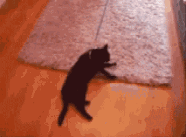 a black cat is playing with a toy on a rug .