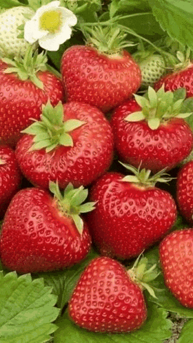 a bunch of strawberries are sitting on top of each other on a green plant .