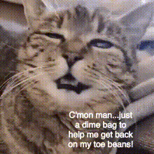 Cat Funny GIF - Cat Funny Strung Out GIFs