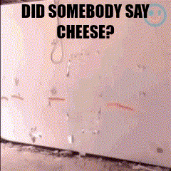 a picture of a wall with the words did somebody say cheese on it