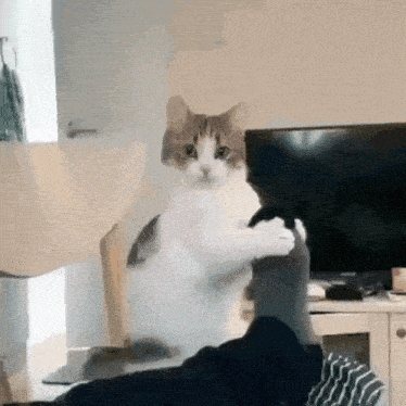 My Cat Is Hungry GIF