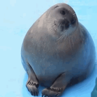 Seal Seal Hop GIF - Seal Seal Hop Seal Jump GIFs