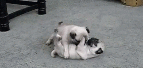 Dog Tickles GIF - Dog Tickles Mimos GIFs
