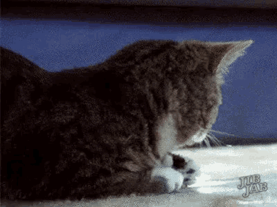 a cat is laying on a carpet with its paws on the ground .