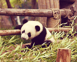 I Get Knocked Down, But I Get Up Again. GIF - Panda Cub Baby GIFs