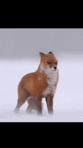 a red fox is standing in the snow in the fog .