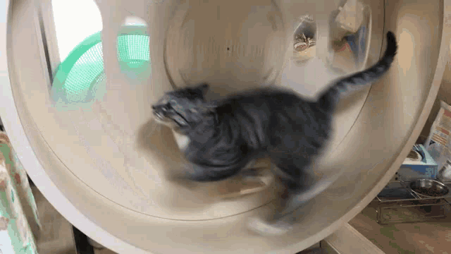 Kucing Lari GIF - Kucing Lari GIFs