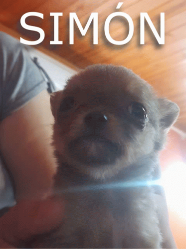 Simondog Simonsimon GIF - Simondog Dog Simon GIFs