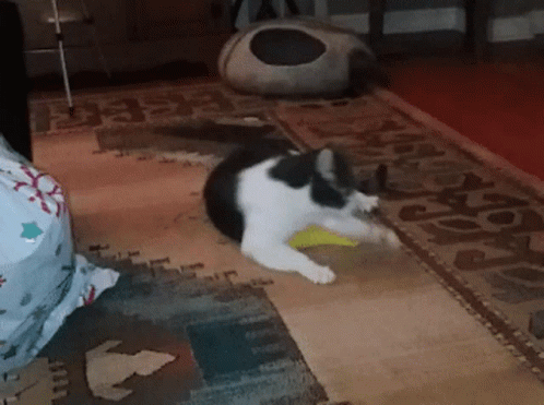 Spinning Catnip GIF - Spinning Catnip Cat GIFs