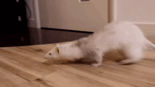 a ferret is walking on a wooden floor in a room .