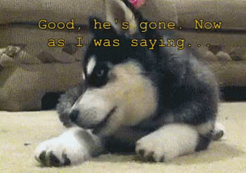 Puppy Conspiracy  GIF - Siberian Husky Dog Puppy GIFs
