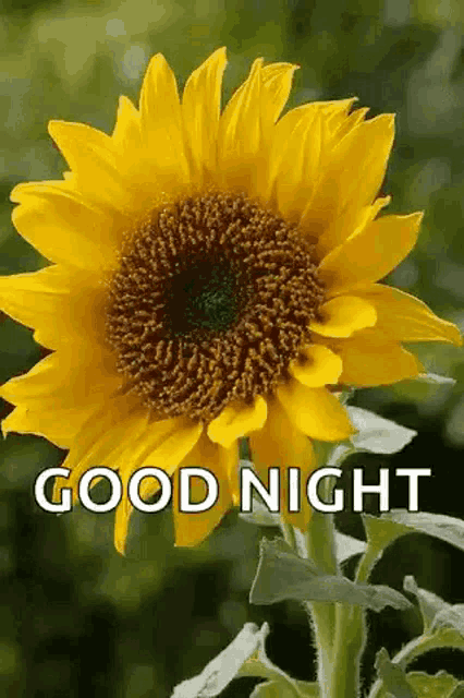 a sunflower with the words `` good night '' on it .