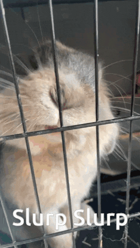 a cat in a cage with the words slurp slurp written above it