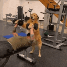 a dog is helping a man lift dumbbells