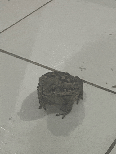 a frog is sitting on a tiled floor looking at the camera