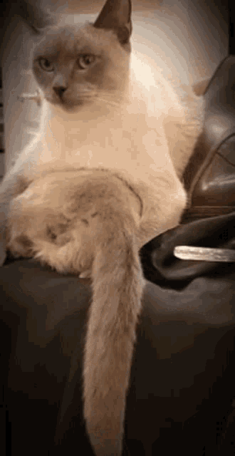 Flicking Tail GIF - Flicking Tail Hey You GIFs