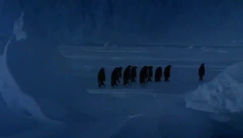Slip GIF - Animals Birds Penguins GIFs