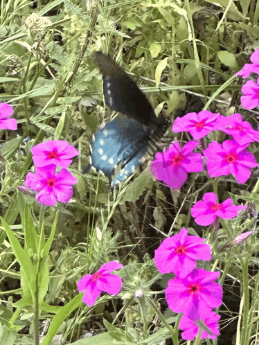a blue and white butterfly is sitting on a pink flower