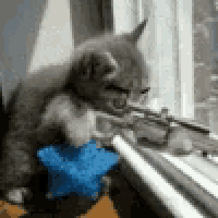 a kitten is sitting on a window sill playing with a blue toy .