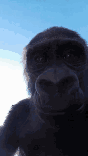 a close up of a gorilla looking at the camera with a blue sky in the background
