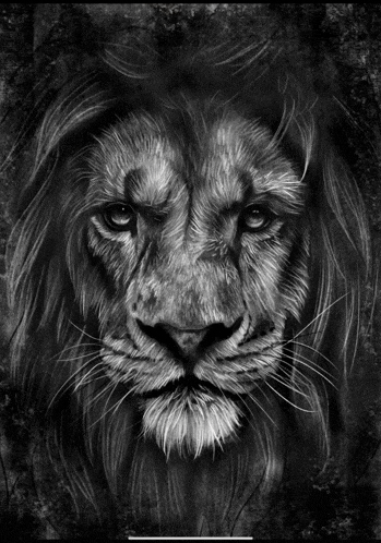 a black and white drawing of a lion with long hair
