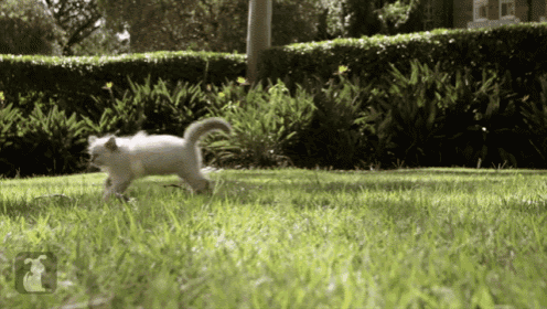Adorable Fluffy Kittens Playing In The Grass GIF