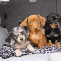 three puppies are sitting next to each other on a blanket on a table .