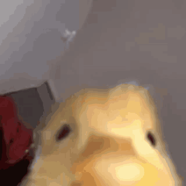 a close up of a yellow hamster taking a selfie .