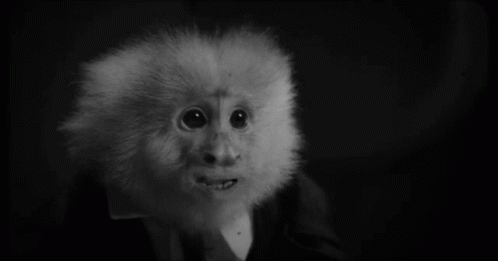 Believe Monkey GIF - Believe Monkey David Lynch GIFs