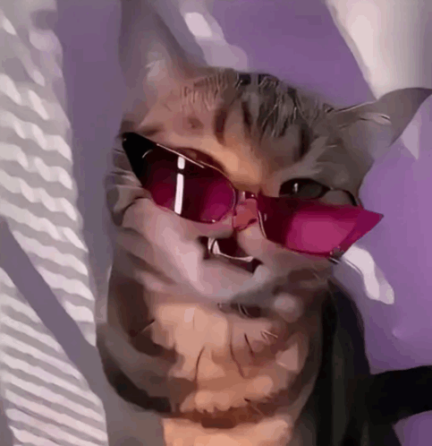 Cat Glasses Meme - Cat Glasses Cat with glasses - Discover & Share GIFs