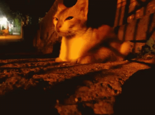 Catwinking Mogui GIF - Catwinking Wink Cat GIFs