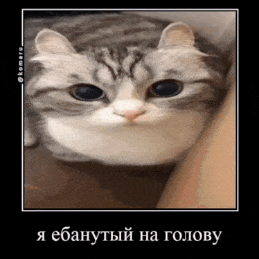 a cat is laying on a person 's lap with a caption in a foreign language