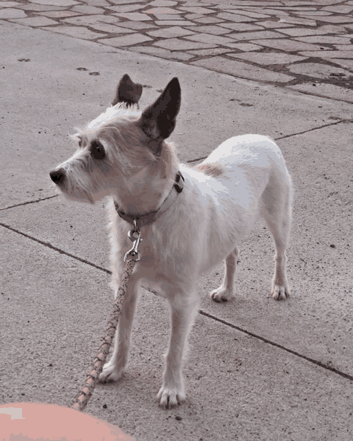 a small white dog wearing a green collar is on a pink leash