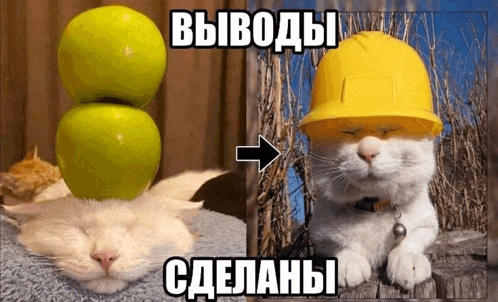a cat with an apple on its head and another cat with a hard hat on