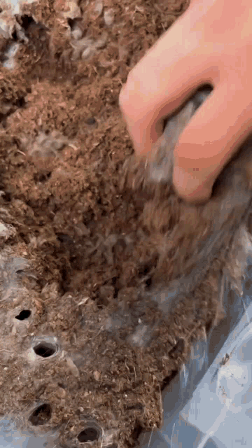 a close up of a person 's hand holding a piece of soil .