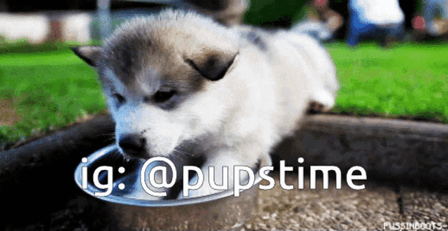 a husky puppy drinking from a metal bowl with the hashtag @pupstime
