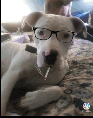 Dogs Filter GIF - Dogs Filter Cell Phone GIFs