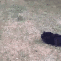 a black cat is walking in the grass .