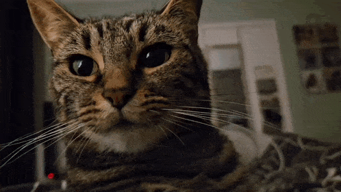 a close up of a cat looking at the camera with a blurred background