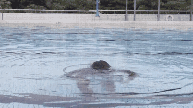 a person is swimming in a pool with a life preserver in the background .