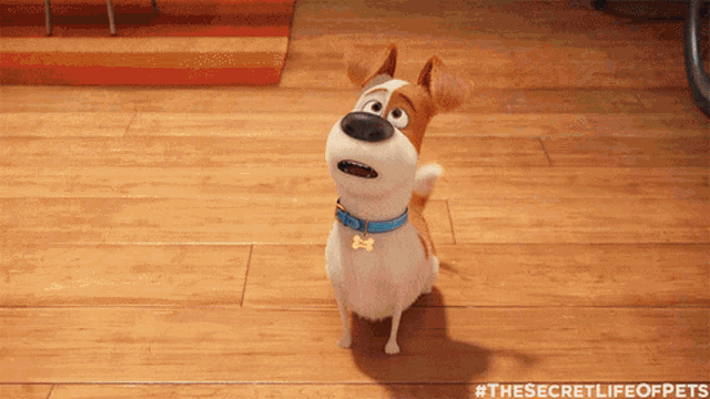 a brown and white dog with a blue collar is sitting on a wood floor